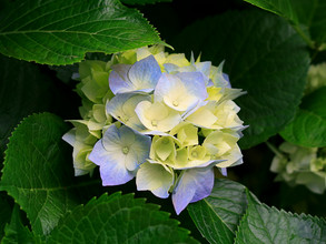 Fotka 3