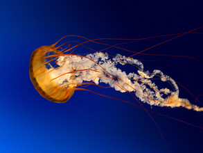 Fotka 5